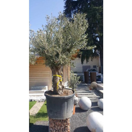 Arbre Olivier Européen vieux tronc